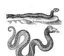 Basilisk