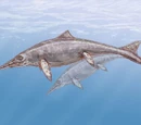 Ichthyosaur