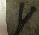 Fossil record of fire