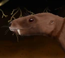Trirachodon