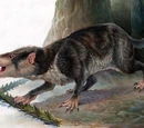 Mammal