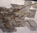 Sinornithosaurus