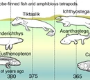 Tetrapoda