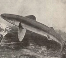 Cladoselache