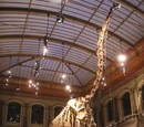 Brachiosaurus