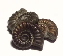 Fossil