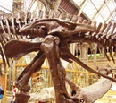 Ornithischia