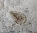 Ediacara biota