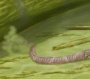 List of prehistoric amphibians