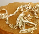 Oviraptorosauria