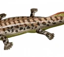 Polydactyly in early tetrapods