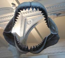 Carcharocles megalodon