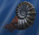 Ammonoidea