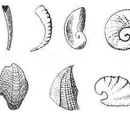 Small shelly fauna