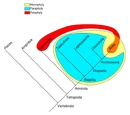 Polyphyly
