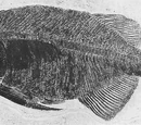 Phareodus