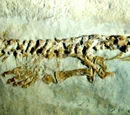 Aphanizocnemus