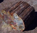 Petrified wood
