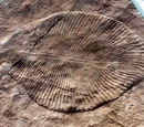 Ediacara biota