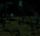 Cursed Forest