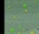 SpongeGar