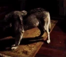 Gallery:Werewolves