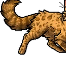Leopardstar