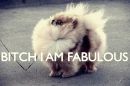 Bitch, I am fabulous.gif