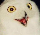 O'Reilly Owl