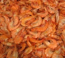 Shrimp