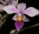 Phalaenopsis equestris