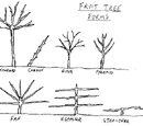 Fruit tree forms