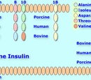 Caninsulin