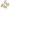 Oats