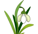 Snowdrop (plant)