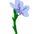 Flowers & Plants