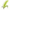 Barley (plant)