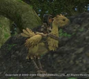 Chocobo