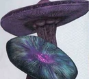 Oktofungus