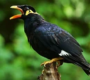 Blacky