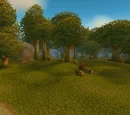 Zone:Forêt d'Elwynn