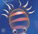 Timidonho (Célula)