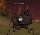 Brooder