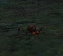 Fossorial Flea