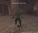 Sabotender Bailarina