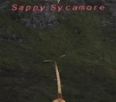 Sappy Sycamore