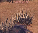 Abas