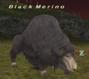 Black Merino