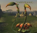 Belladonna