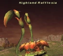 Highland Rafflesia